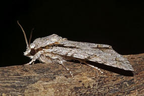 Acronicta psi / Pfeileule / Nachtfalter - Eulenfalter - Noctuidae - Acronictinae