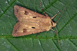 Agrotis exclamationis / Ausrufungszeichen / Nachtfalter - Eulenfalter - Noctuidae - Noctuinae