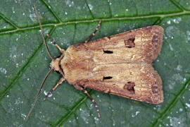 Agrotis exclamationis / Ausrufungszeichen / Nachtfalter - Eulenfalter - Noctuidae - Noctuinae