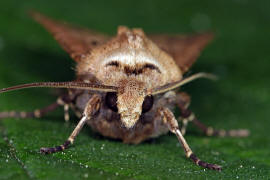 Agrotis exclamationis / Ausrufungszeichen / Nachtfalter - Eulenfalter - Noctuidae - Noctuinae