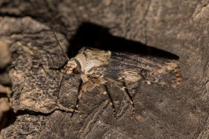 Agrotis puta / Schmalflgelige Erdeule / Nachtfalter - Eulenfalter - Noctuidae - Noctuinae