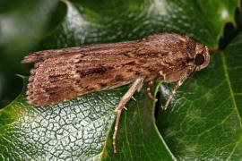 Amphipyra pyramidea / Pyramideneule / Nachtfalter - Eulenfalter - Noctuidae - Amphipyrinae