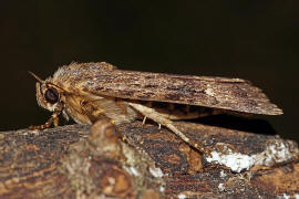 Amphipyra pyramidea / Pyramideneule / Nachtfalter - Eulenfalter - Noctuidae - Amphipyrinae