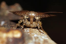 Amphipyra pyramidea / Pyramideneule / Nachtfalter - Eulenfalter - Noctuidae - Amphipyrinae