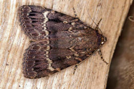 Amphipyra pyramidea / Pyramideneule / Nachtfalter - Eulenfalter - Noctuidae - Amphipyrinae