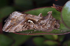 Autographa gamma / Gamma-Eule / Eulenfalter - Noctuidae - Plusiinae