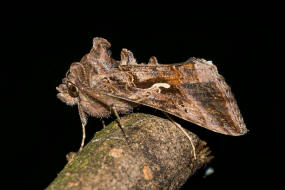 Autographa gamma / Gamma-Eule / Eulenfalter - Noctuidae - Plusiinae