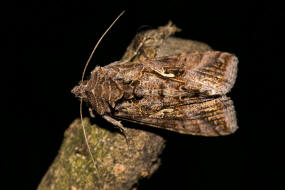 Autographa gamma / Gamma-Eule / Eulenfalter - Noctuidae - Plusiinae