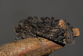 Catephia alchymista / Weies Ordensband / Nachtfalter - Eulenfalter - Erebidae - Erebinae