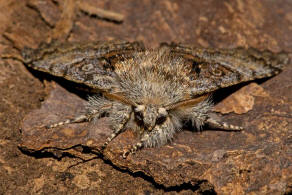 Colocasia coryli / Haseleule / Nut-tree Tussock / Nachtfalter - Eulenfalter - Noctuidae - Pantheinae