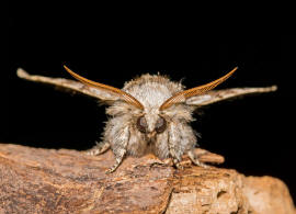 Colocasia coryli / Haseleule / Nut-tree Tussock / Nachtfalter - Eulenfalter - Noctuidae - Pantheinae