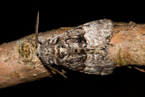 Colocasia coryli / Haseleule / Nut-tree Tussock / Nachtfalter - Eulenfalter - Noctuidae - Pantheinae