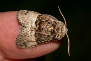 Colocasia coryli / Haseleule / Nut-tree Tussock / Nachtfalter - Eulenfalter - Noctuidae - Pantheinae