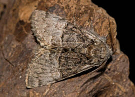 Colocasia coryli / Haseleule / Nut-tree Tussock / Nachtfalter - Eulenfalter - Noctuidae - Pantheinae