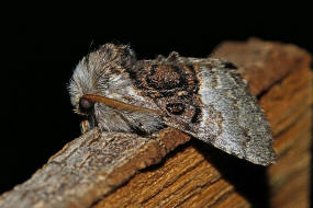 Colocasia coryli / Haseleule / Nut-tree Tussock / Nachtfalter - Eulenfalter - Noctuidae - Pantheinae