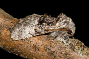 Colocasia coryli / Haseleule / Nut-tree Tussock / Nachtfalter - Eulenfalter - Noctuidae - Pantheinae