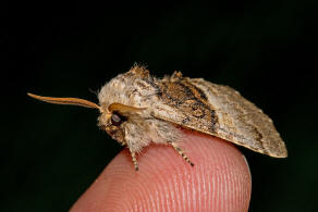 Colocasia coryli / Haseleule / Nut-tree Tussock / Nachtfalter - Eulenfalter - Noctuidae - Pantheinae