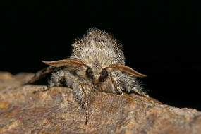 Colocasia coryli / Haseleule / Nut-tree Tussock / Nachtfalter - Eulenfalter - Noctuidae - Pantheinae