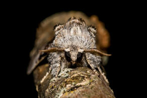 Colocasia coryli / Haseleule / Nut-tree Tussock / Nachtfalter - Eulenfalter - Noctuidae - Pantheinae