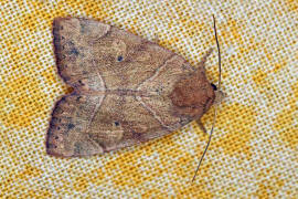 Cosmia trapezina / Trapezeule / Eulenfalter - Noctuidae