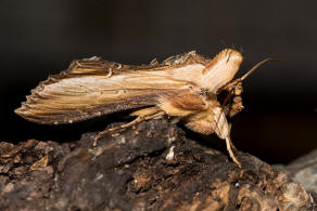 Cucullia (=Shargacucullia) / Knigskerzen-Mnch / Nachtfalter - Eulenfalter - Noctuidae - Cuculliinae