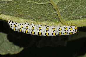 Cucullia (=Shargacucullia) / Knigskerzen-Mnch / Nachtfalter - Eulenfalter - Noctuidae - Cuculliinae
