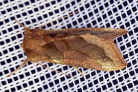 Diachrysia chrysitis / Messingeule / Nachtfalter - Eulenfalter - Noctuidae - Plusiinae