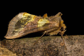Diachrysia chrysitis / Messingeule / Nachtfalter - Eulenfalter - Noctuidae - Plusiinae
