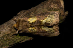 Diachrysia chrysitis / Messingeule / Nachtfalter - Eulenfalter - Noctuidae - Plusiinae