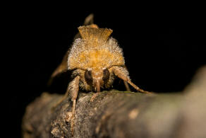 Diachrysia chrysitis / Messingeule / Nachtfalter - Eulenfalter - Noctuidae - Plusiinae