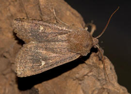 Eupsilia transversa / Satellit-Wintereule / Nachtfalter - Eulenfalter - Noctuidae - Xyleninae