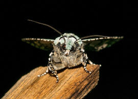 Griposia aprilina / Grne Eicheneule / Nachtfalter - Eulenfalter - Noctuidae - Xyleninae