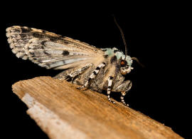 Griposia aprilina / Grne Eicheneule / Nachtfalter - Eulenfalter - Noctuidae - Xyleninae