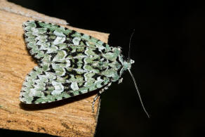 Griposia aprilina / Grne Eicheneule / Nachtfalter - Eulenfalter - Noctuidae - Xyleninae