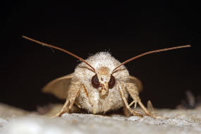 Hoplodrina ambigua / Hellbraune Staubeule / Nachtfalter - Eulenfalter - Noctuidae - Xyleninae