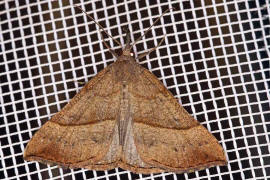 Hypena proboscidalis / Nessel-Schnabeleule / Nachtfalter - Eulenfalter - Noctuidae - Hypeninae