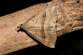 Hypena proboscidalis / Nessel-Schnabeleule / Nachtfalter - Eulenfalter - Noctuidae - Hypeninae