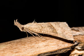 Hypena proboscidalis / Nessel-Schnabeleule / Nachtfalter - Eulenfalter - Noctuidae - Hypeninae