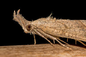 Hypena proboscidalis / Nessel-Schnabeleule / Nachtfalter - Eulenfalter - Noctuidae - Hypeninae