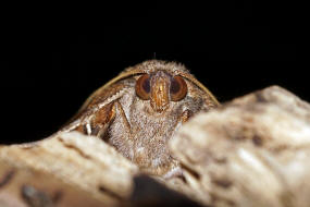 Noctua comes / Breitflgelige Bandeule / Nachtfalter - Eulenfalter - Noctuidae - Noctuinae