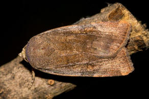 Noctua janthina / Janthina-Bandeule / Nachtfalter - Eulenfalter - Noctuidae - Noctuinae