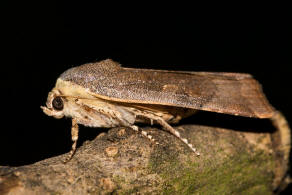 Noctua janthina / Janthina-Bandeule / Nachtfalter - Eulenfalter - Noctuidae - Noctuinae