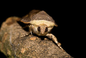 Noctua janthina / Janthina-Bandeule / Nachtfalter - Eulenfalter - Noctuidae - Noctuinae