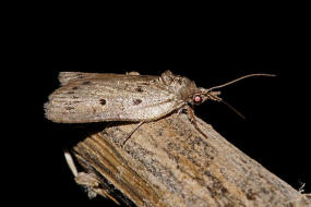 Nycteola revayana / Eichenhain-Wicklereulchen / Nachtfalter - Eulenfalter - Noctuidae - Kahneulchen - Nolinae