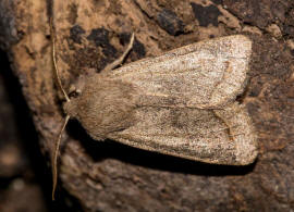 Orthosia cerasi / Rundflgel-Ktzcheneule / Nachtfalter - Eulenfalter - Noctuidae - Hadeninae