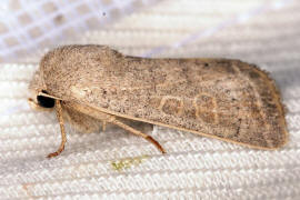 Hoplodrina ambigua / Hellbraune Staubeule / Nachtfalter - Eulenfalter - Noctuidae - Xyleninae