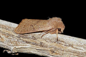 Orthosia cerasi / Rundflgel-Ktzcheneule / Nachtfalter - Eulenfalter - Noctuidae - Hadeninae