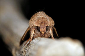 Orthosia cerasi / Rundflgel-Ktzcheneule / Nachtfalter - Eulenfalter - Noctuidae - Hadeninae