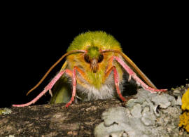 Pseudoips prasinana / Jgerhtchen / Buchen-Kahneule / Nachtfalter - Eulenfalter - Noctuidae - Kahneulchen - Nolinae