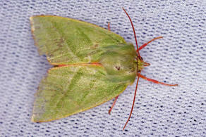 Pseudoips prasinana / Jgerhtchen / Buchen-Kahneule / Nachtfalter - Eulenfalter - Noctuidae - Kahneulchen - Nolinae